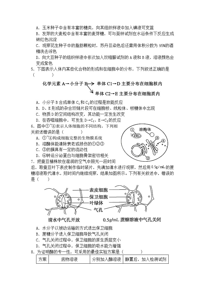 广东省深圳外国语学校龙华高中部2024-2025学年高三上学期第二次月考生物试题02