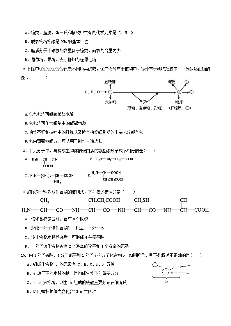 广东省深圳市坪山区坪山高级中学2024-2025学年高一上学期第一次月考生物试题第3页
