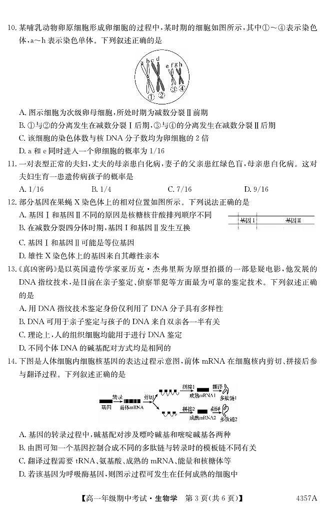 云南省会泽县茚旺高级中学2023-2024学年高一下学期期中考试生物试题第3页