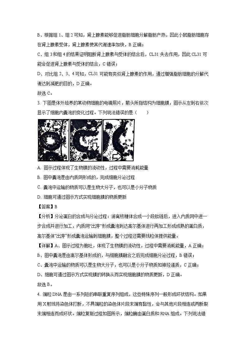 2024届山东省枣庄市高三三模生物试卷（解析版）第3页