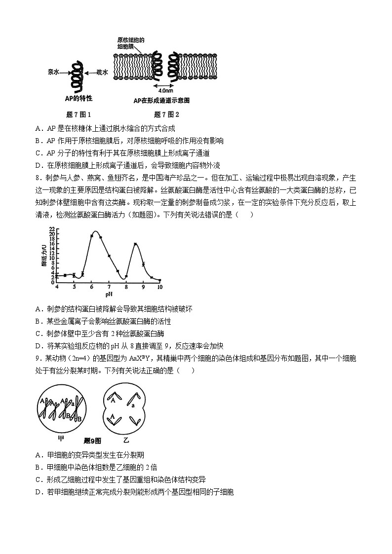 重庆市2024-2025学年高三上学期10月期中生物试题(无答案)03