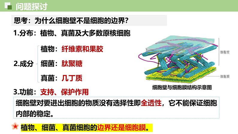 3.1 细胞膜的结构和功能-2024-2025学年高一生物同步教学精品课件（人教版2019必修1）第3页