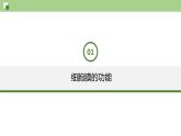 3.1 细胞膜的结构和功能-2024-2025学年高一生物同步教学精品课件（人教版2019必修1）