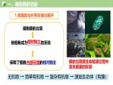 3.1 细胞膜的结构和功能-2024-2025学年高一生物同步教学精品课件（人教版2019必修1）