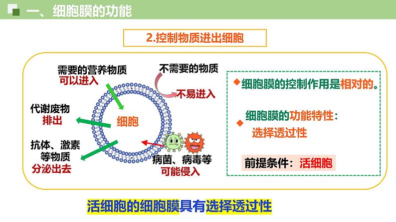 3.1 细胞膜的结构和功能-2024-2025学年高一生物同步教学精品课件（人教版2019必修1）第6页