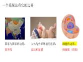 3.1细胞膜的结构和功能课件-2024-2025学年高一上学期生物人教版必修1