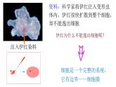 3.1细胞膜的结构和功能课件-2024-2025学年高一上学期生物人教版必修1