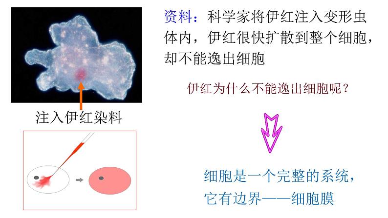 3.1细胞膜的结构和功能课件-2024-2025学年高一上学期生物人教版必修1第3页