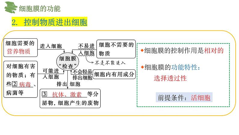 3.1细胞膜的结构和功能课件-2024-2025学年高一上学期生物人教版必修1第5页