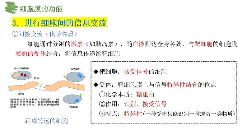 3.1细胞膜的结构和功能课件-2024-2025学年高一上学期生物人教版必修1第7页