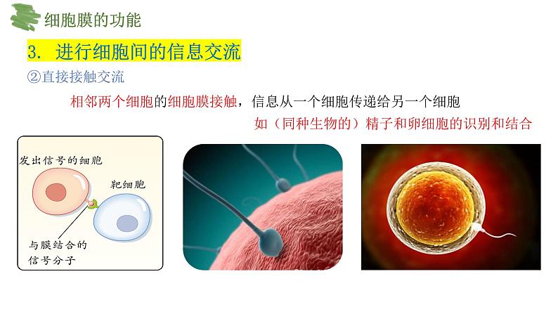 3.1细胞膜的结构和功能课件-2024-2025学年高一上学期生物人教版必修1第8页