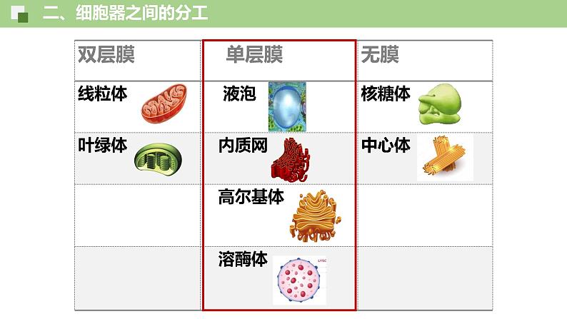 3.2 细胞器之间的分工合作（第1课时）-2024-2025学年高一生物同步教学精品课件（人教版2019必修1）第5页