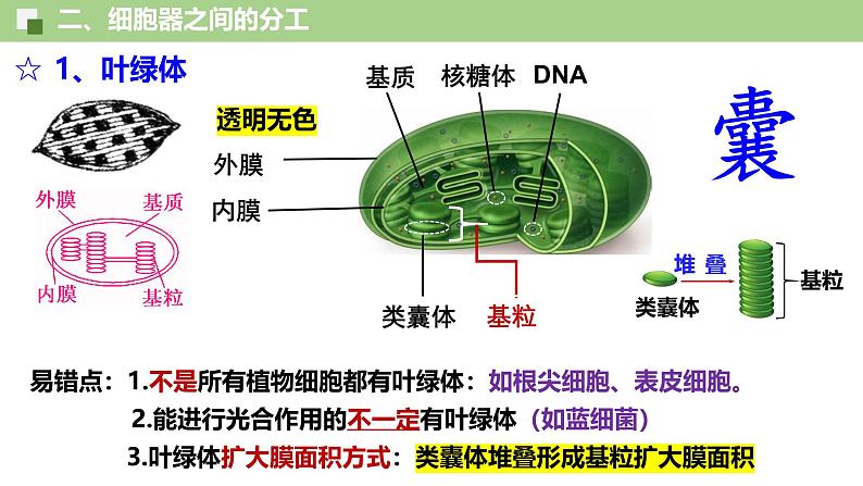 3.2 细胞器之间的分工合作（第1课时）-2024-2025学年高一生物同步教学精品课件（人教版2019必修1）第7页