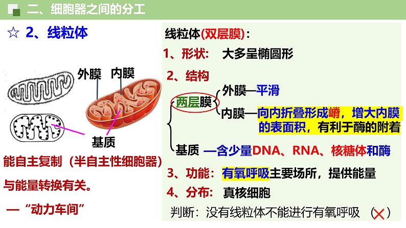 3.2 细胞器之间的分工合作（第1课时）-2024-2025学年高一生物同步教学精品课件（人教版2019必修1）第8页