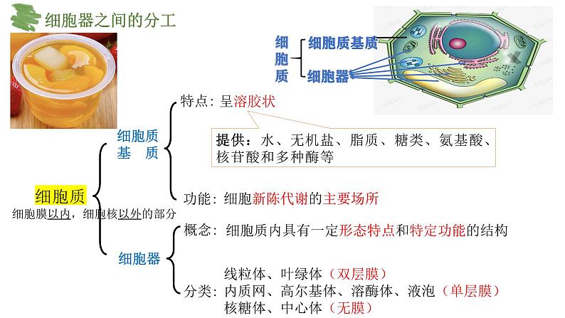 3.2细胞器之间的分工合作（第1课时）课件-2024-2025学年高一上学期生物人教版（2019）必修1第4页