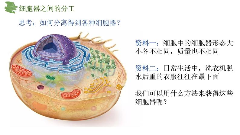 3.2细胞器之间的分工合作（第1课时）课件-2024-2025学年高一上学期生物人教版（2019）必修1第6页