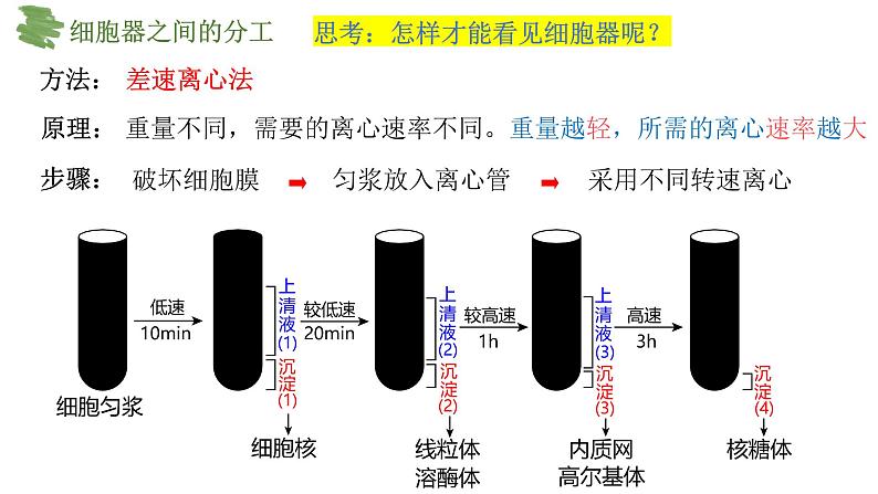 3.2细胞器之间的分工合作（第1课时）课件-2024-2025学年高一上学期生物人教版（2019）必修1第7页