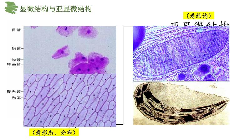 3.2细胞器之间的分工合作（第1课时）课件-2024-2025学年高一上学期生物人教版（2019）必修1第8页