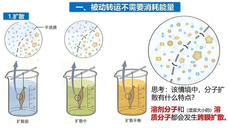 3.3物质通过多种方式出入细胞课件-2024-2025学年高一上学期生物浙科版必修1第4页