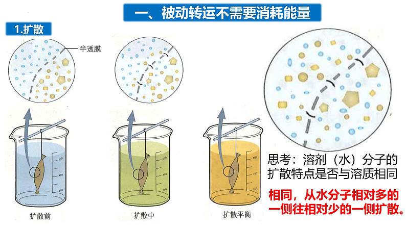 3.3物质通过多种方式出入细胞课件-2024-2025学年高一上学期生物浙科版必修1第5页