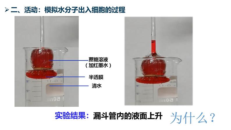 3.3物质通过多种方式出入细胞课件-2024-2025学年高一上学期生物浙科版必修1第7页