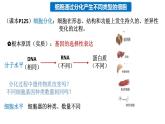 4.2細(xì)胞通過分化產(chǎn)生不同類型的細(xì)胞課件-2024-2025學(xué)年高一上學(xué)期生物浙科版必修1
