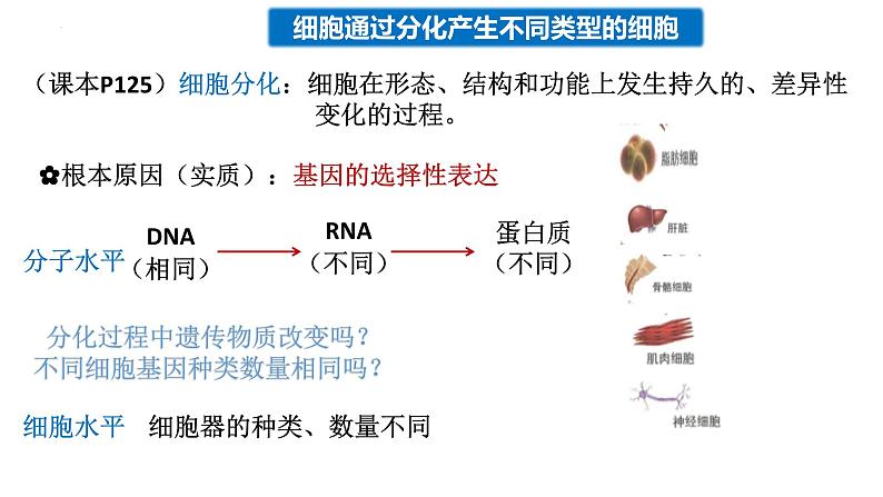 4.2细胞通过分化产生不同类型的细胞课件-2024-2025学年高一上学期生物浙科版必修103