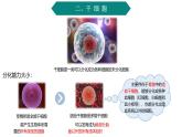 4.2細(xì)胞通過分化產(chǎn)生不同類型的細(xì)胞課件-2024-2025學(xué)年高一上學(xué)期生物浙科版必修1