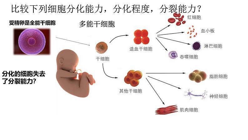 4.2细胞通过分化产生不同类型的细胞课件-2024-2025学年高一上学期生物浙科版必修106