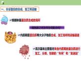 3.2 细胞器之间的分工与合作（第2课时）-2024-2025学年高一生物同步教学精品课件（人教版2019必修1）