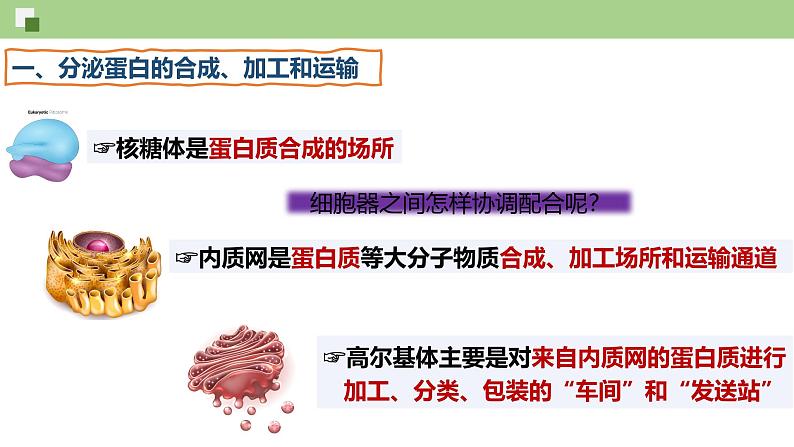 3.2 细胞器之间的分工与合作（第2课时）-2024-2025学年高一生物同步教学精品课件（人教版2019必修1）第2页