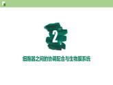 3.2 细胞器之间的分工与合作（第2课时）-2024-2025学年高一生物同步教学精品课件（人教版2019必修1）