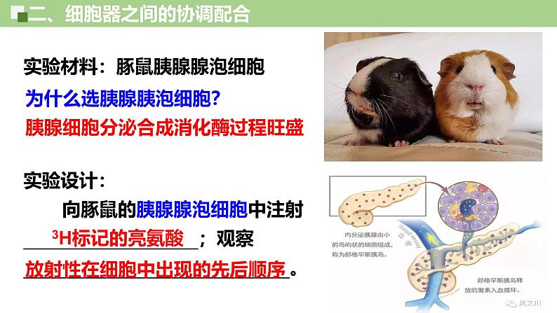 3.2 细胞器之间的分工与合作（第2课时）-2024-2025学年高一生物同步教学精品课件（人教版2019必修1）第8页