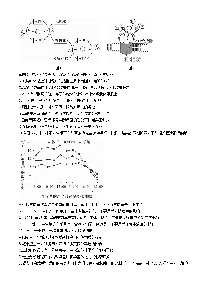 内蒙古鄂尔多斯市西四旗2024-2025学年高三上学期期中考试生物试题第3页