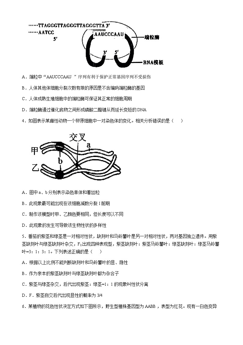 宁夏回族自治区石嘴山市2024-2025学年高三上学期10月期中生物试题(无答案)第2页