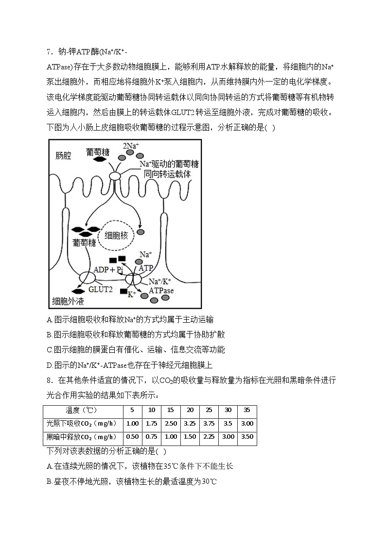 新疆维吾尔自治区石河子第一中学2025届高三上学期9月月考生物试卷(含答案)第3页