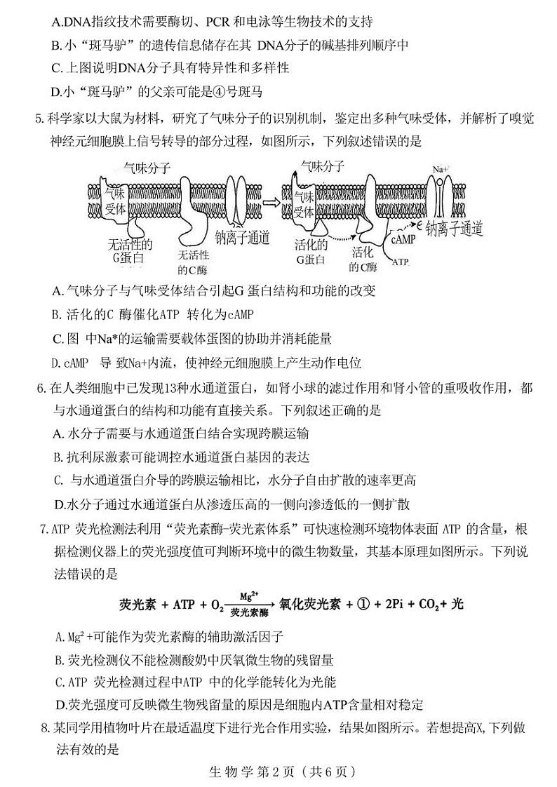 生物丨河南省豫西北教研联盟（许洛平）2025届高三上学期10月第一次质量检测生物试卷及答案第2页