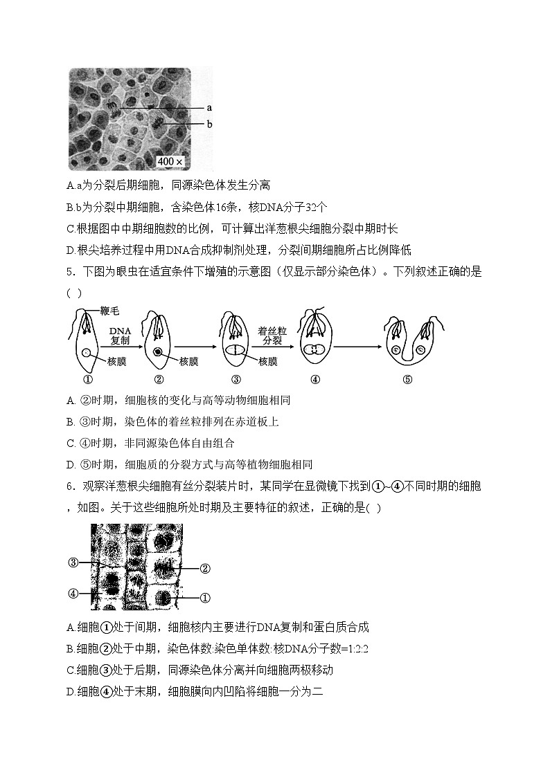 考点7 细胞增殖——五年（2020—2024年）高考生物学真题专项分类汇编(含答案)第2页