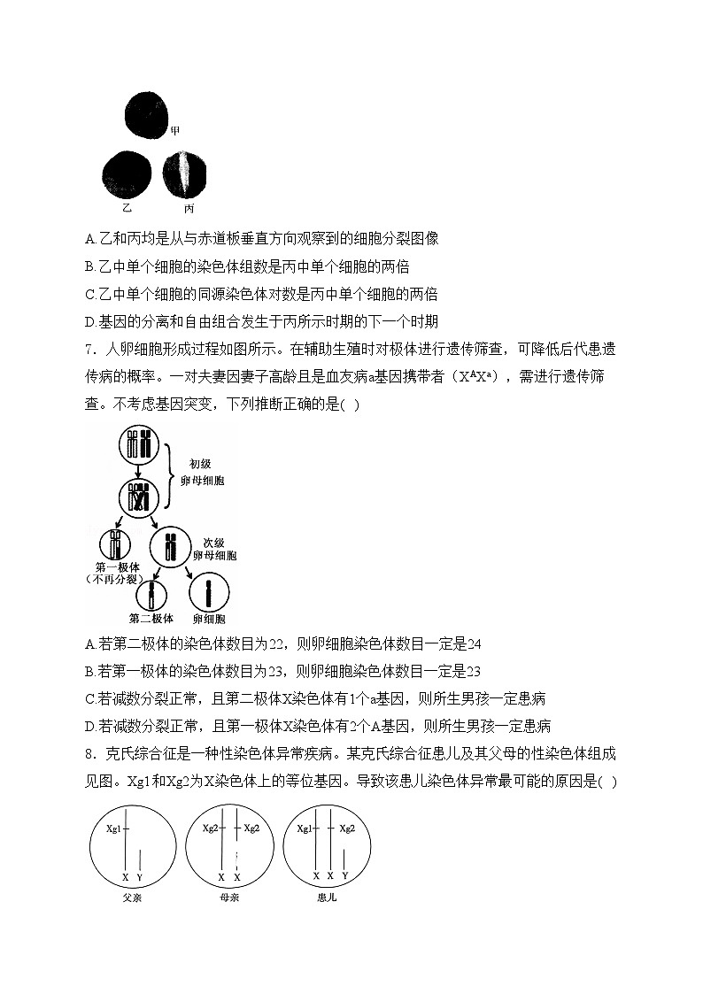 考点9 遗传的细胞基础——五年（2020—2024年）高考生物学真题专项分类汇编(含答案)第3页