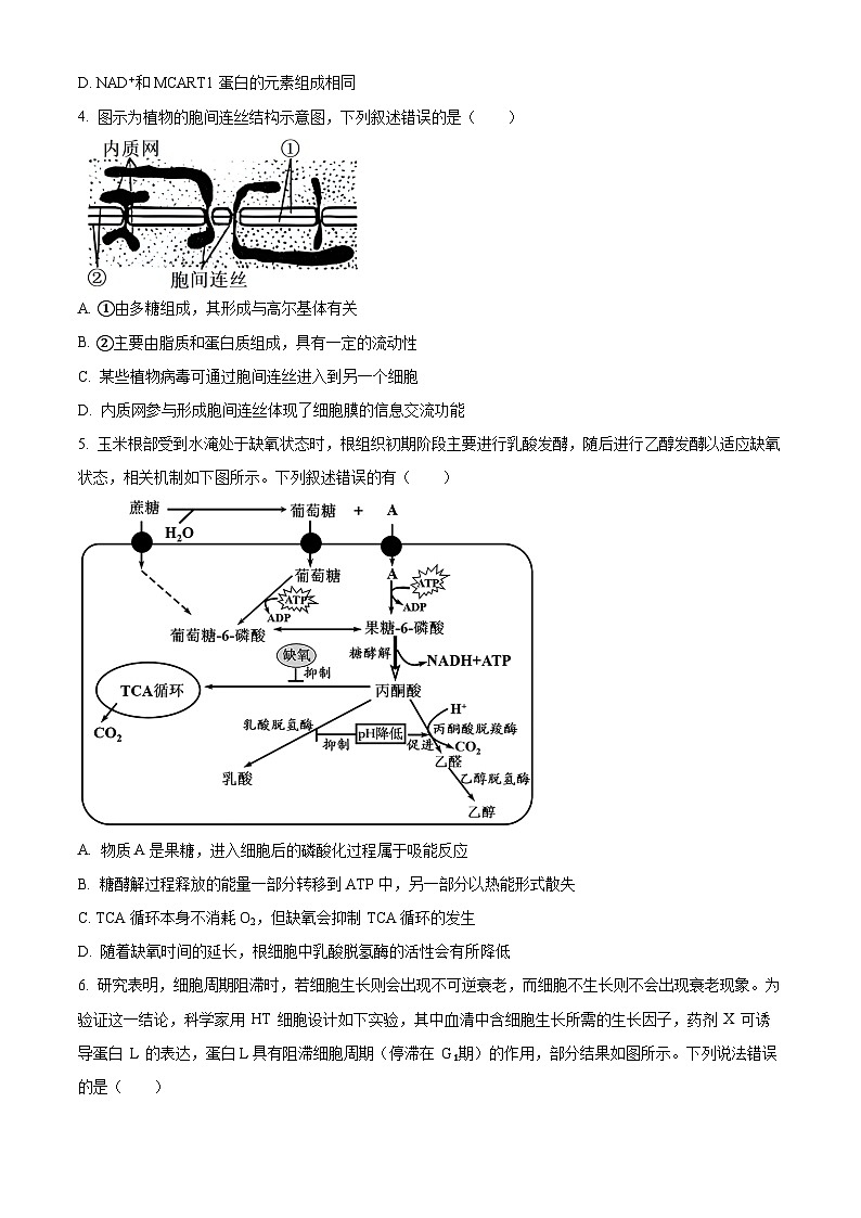 江苏省常州市天宁区常州市第一中学2024-2025学年高三上学期10月月考生物试题（原卷及解析版）02