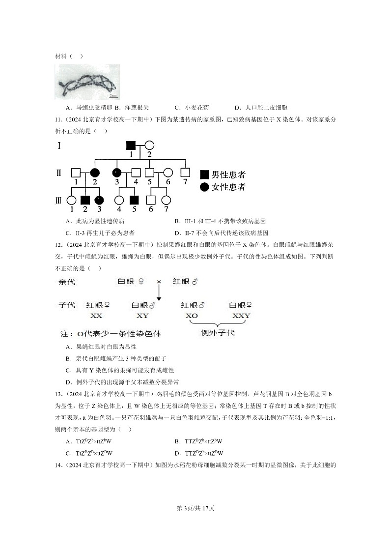 2024北京重点校高一下学期期中真题生物分类汇编：基因和染色体的关系章节综合（单选题）2第3页