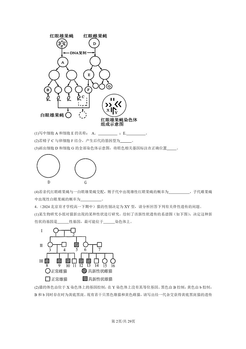 2024北京重点校高一下学期期中真题生物分类汇编：基因和染色体的关系章节综合（非选择题）第2页
