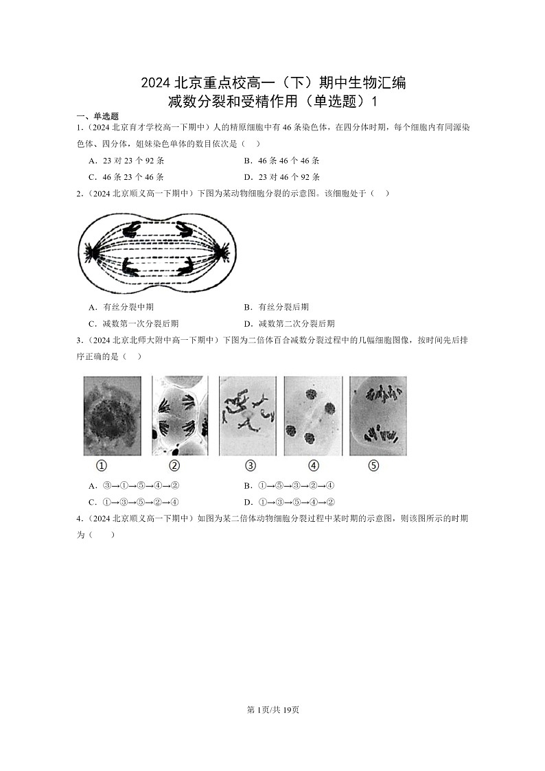 2024北京重点校高一下学期期中真题生物分类汇编：减数分裂和受精作用（单选题）1第1页