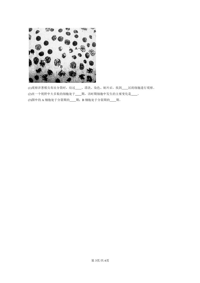 2024北京重点校高一下学期期中真题生物分类汇编：细胞的增殖第3页