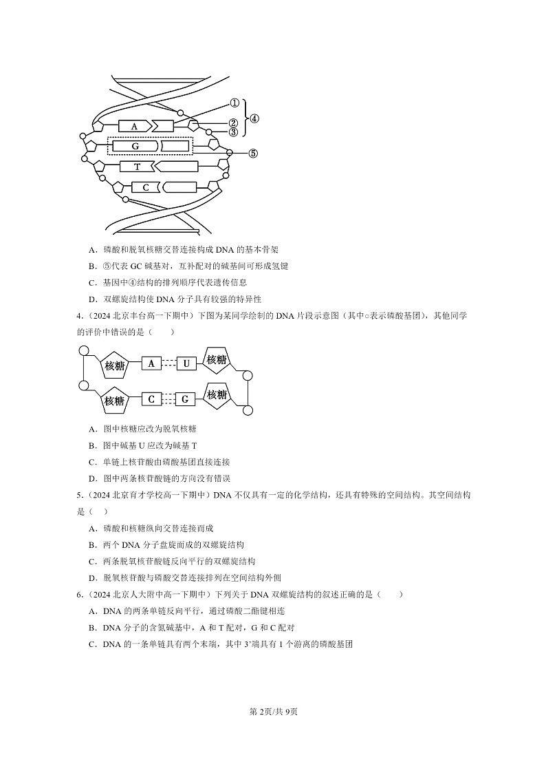 2024北京重点校高一下学期期中真题生物分类汇编：DNA的结构第2页