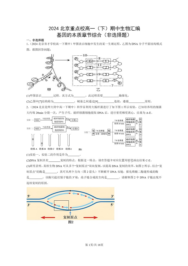 2024北京重点校高一下学期期中真题生物分类汇编：基因的本质章节综合（非选择题）第1页