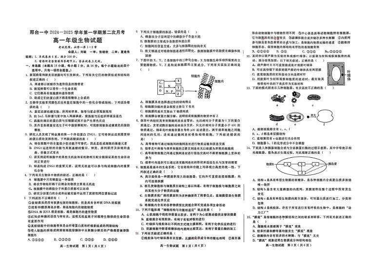 河北省邢台市第一中学2024-2025学年高一上学期期中考试生物试题01