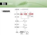 2025年高考生物一轮复习课件（新人教版） 第1单元　第5课时　核酸是遗传信息的携带者