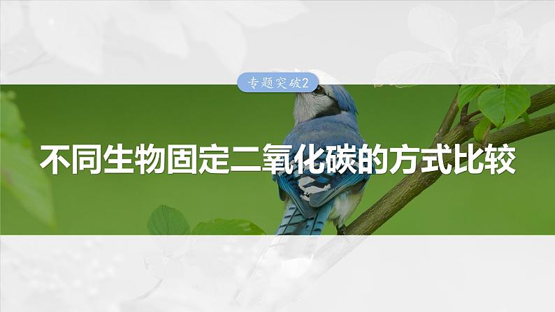 2025年高考生物一轮复习课件（新人教版） 第3单元　专题突破2　不同生物固定二氧化碳的方式比较第1页