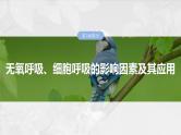 2025年高考生物一轮复习课件（新人教版） 第3单元　第14课时　无氧呼吸、细胞呼吸的影响因素及其应用